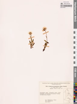 MAG 0018435