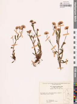MAG 0018437