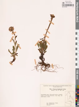 MAG 0018438