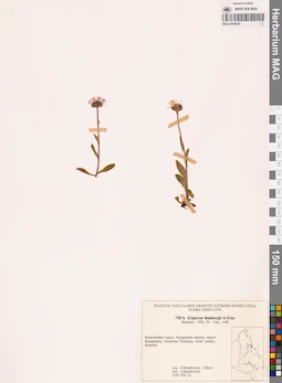 MAG 0018439