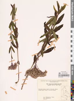 MAG 0018440