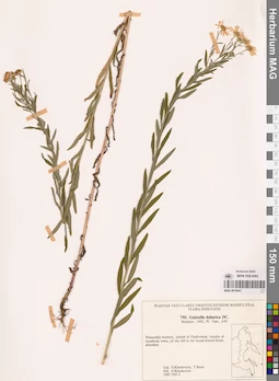 MAG 0018441
