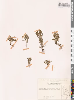 MAG 0018442