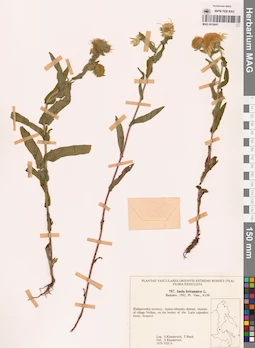 MAG 0018447