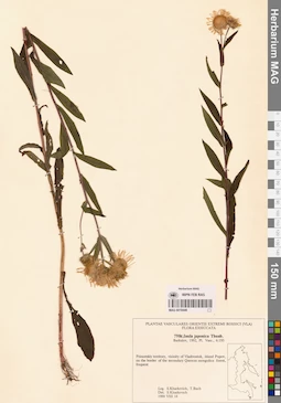 MAG 0018448