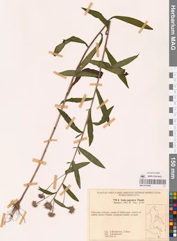 MAG 0018449