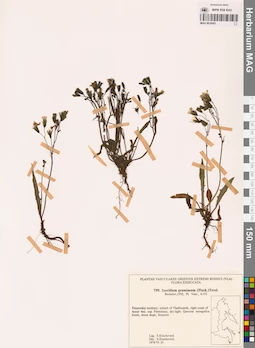 MAG 0018451