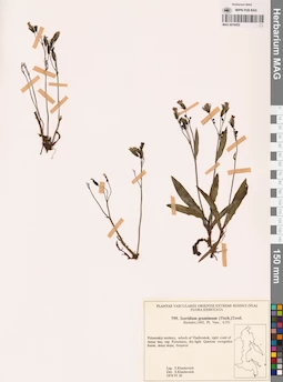 MAG 0018452