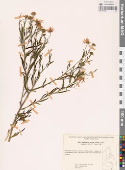 MAG 0018453