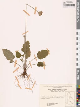 MAG 0018455