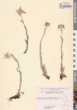MAG 0018459