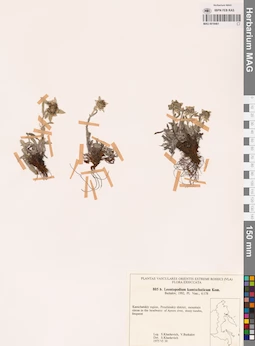 MAG 0018461