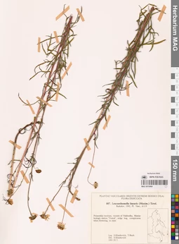 MAG 0018464