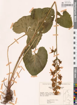 MAG 0018465