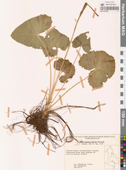MAG 0018466