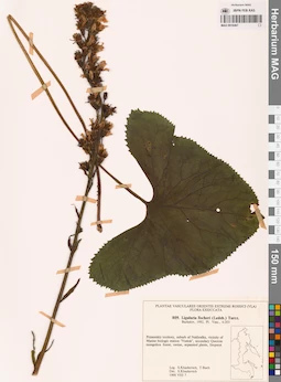 MAG 0018467
