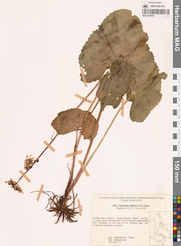 MAG 0018468