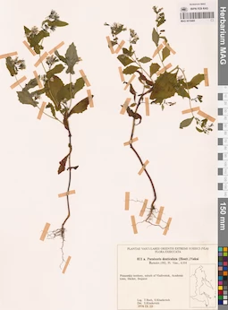 MAG 0018469