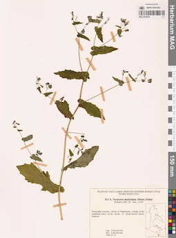 MAG 0018470