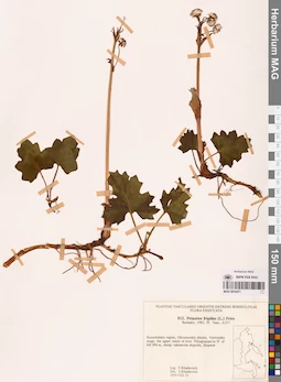 MAG 0018471