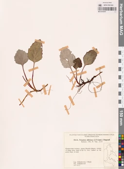 MAG 0018474
