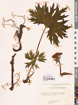 MAG 0018477