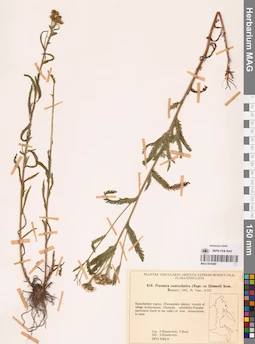 MAG 0018480