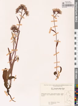 MAG 0018483
