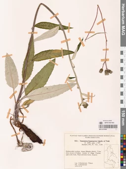 MAG 0018484