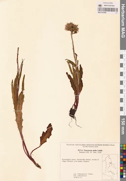 MAG 0018486