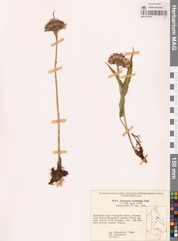 MAG 0018489