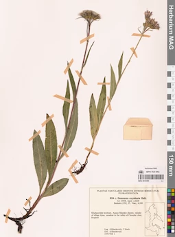 MAG 0018490