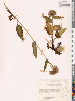 MAG 0018491