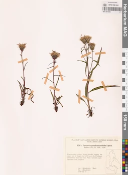 MAG 0018493
