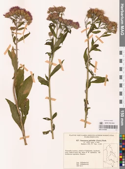 MAG 0018494