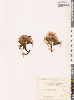 MAG 0018495