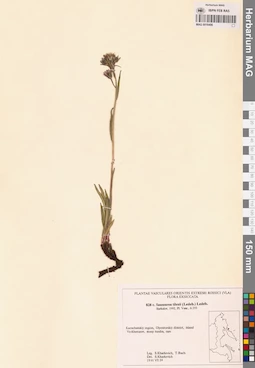 MAG 0018496