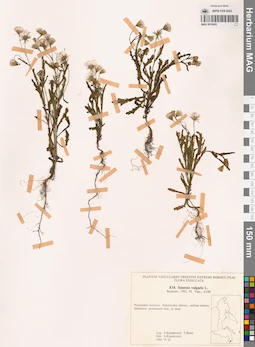 MAG 0018502