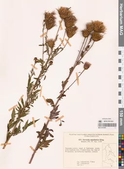 MAG 0018504