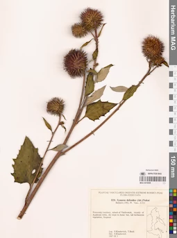 MAG 0018508