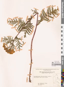MAG 0018509