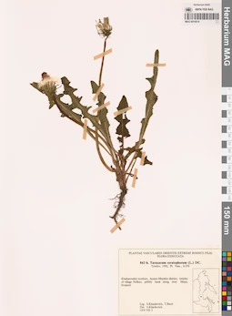 MAG 0018514