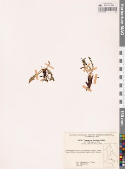MAG 0018521