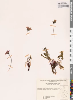 MAG 0018522