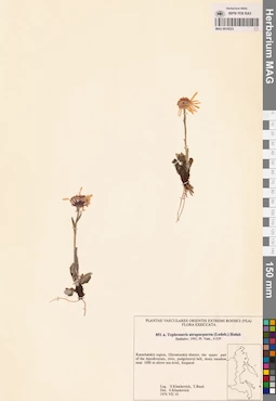 MAG 0018523