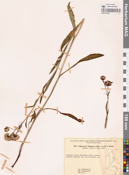 MAG 0018524
