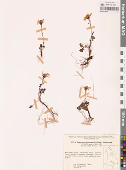 MAG 0018525