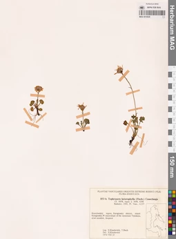 MAG 0018526