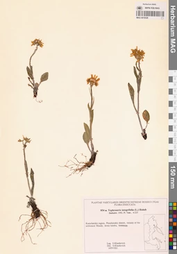 MAG 0018528