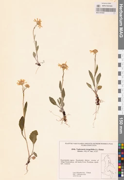 MAG 0018529